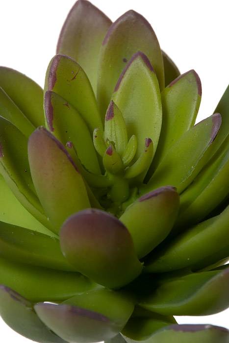 8.5" Echeveria Pick Green/Burgundy - Image 2