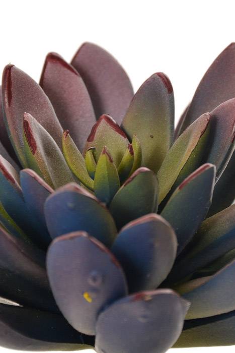 8" Echeveria Pick Lavender/Green - Image 2