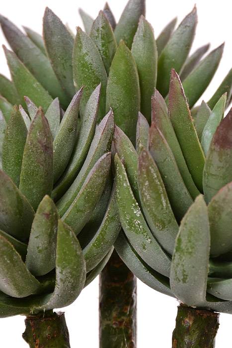 8" Mini Agave Green Frosted - Image 2