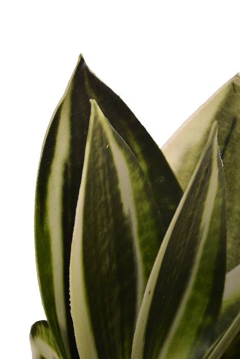 8" Mini Bromeliad Plant Variegated Green - Image 2
