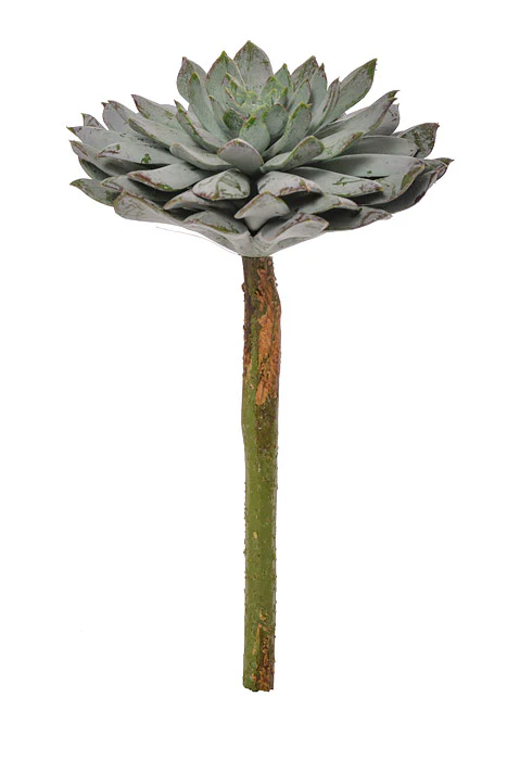 8" Sempervivum Green