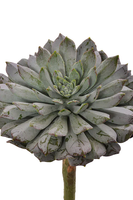 8" Sempervivum Green - Image 2