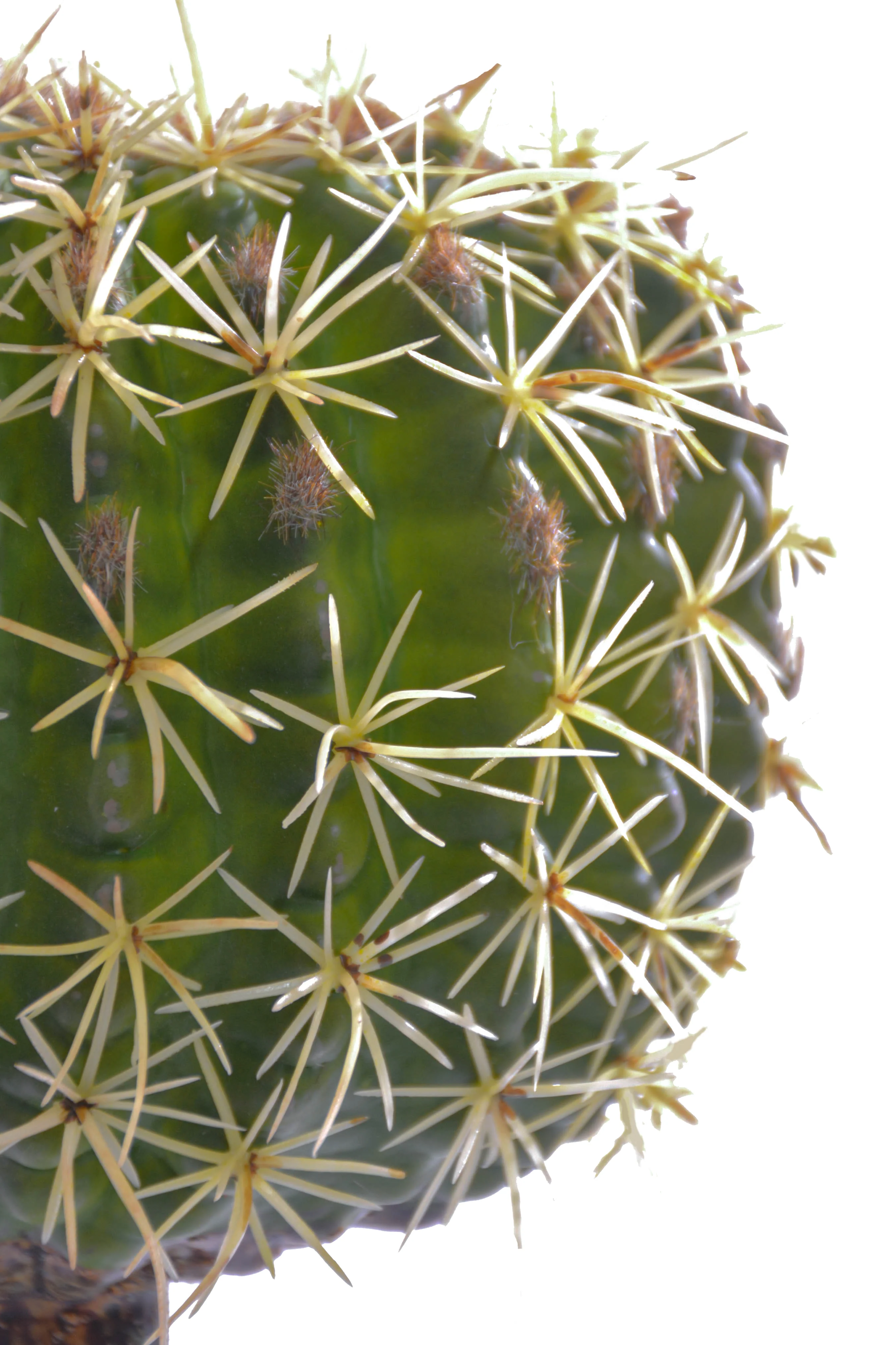 8" X 5" Barrel Cactus Pick Green - Image 2