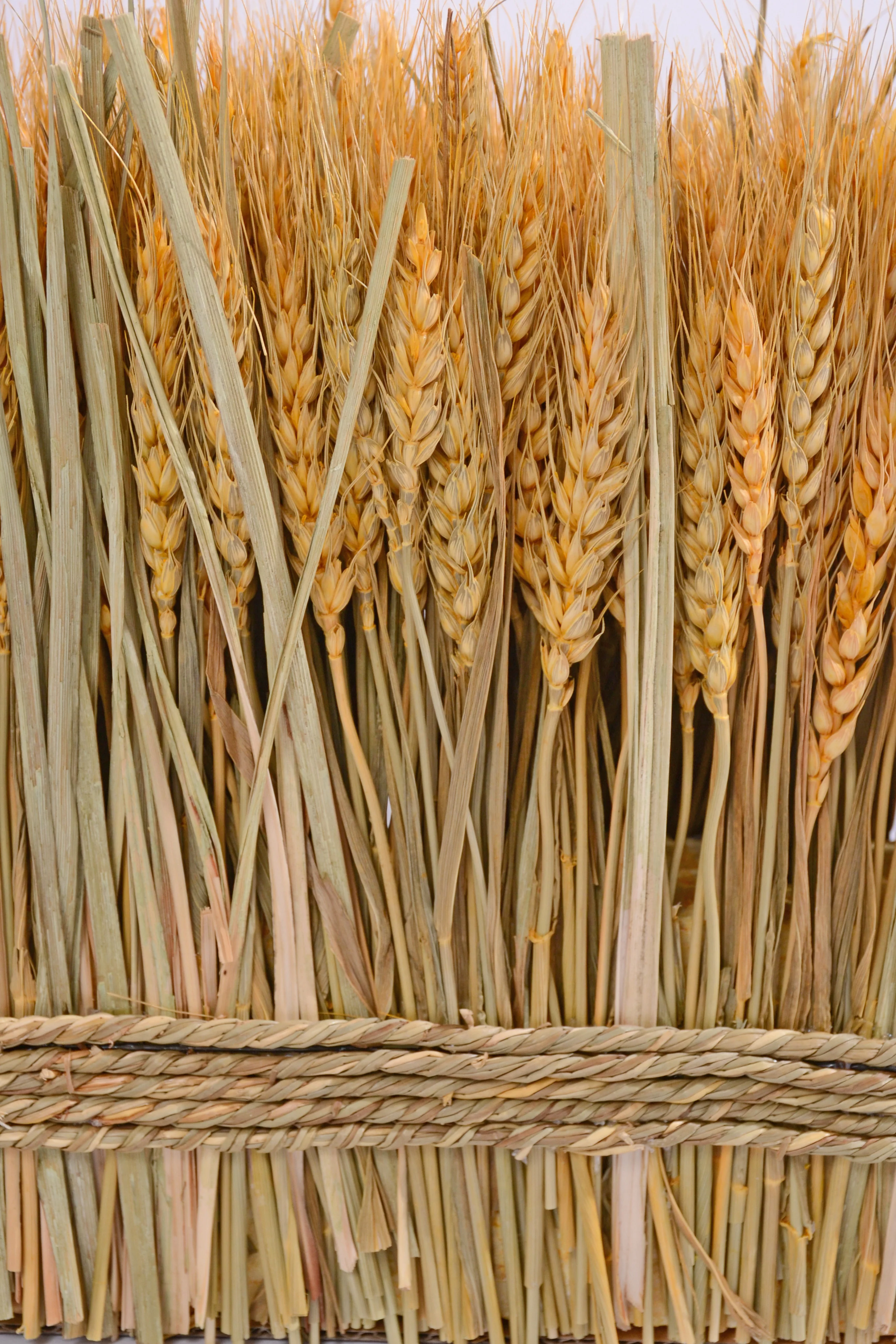 9.8" Pre. Wheat/Grass Stand Twig Natural - Image 3