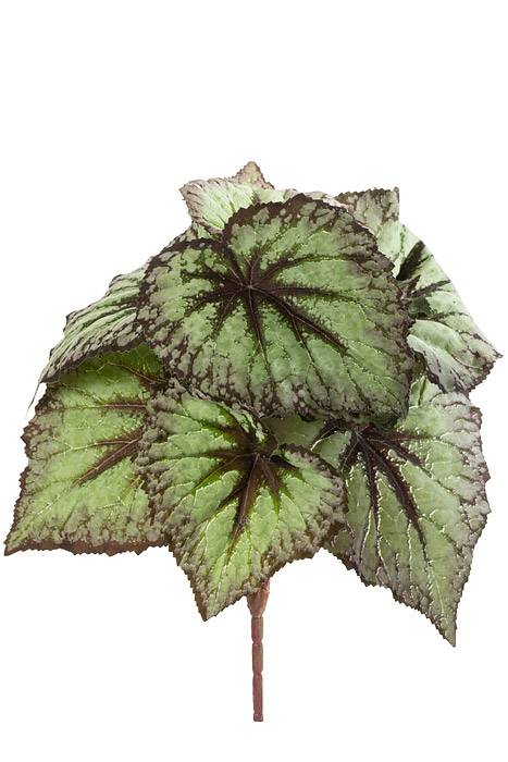9" Begonia Leaf Bush Green/purple