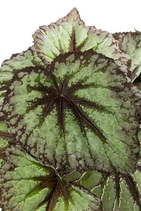 9" Begonia Leaf Bush Green/purple - Image 2