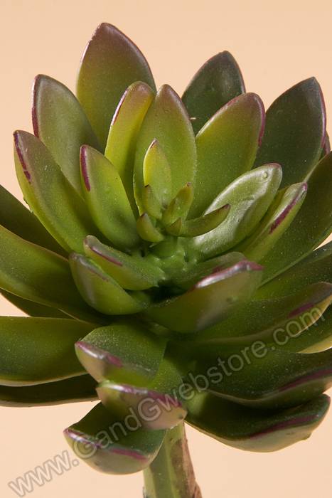 9" Echeveria Pulidonis Green - Image 2
