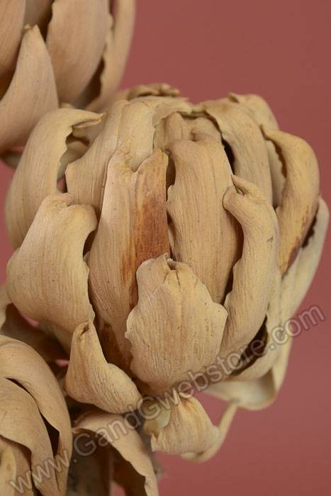 Chico Choke/stem Natural Pkg/5 - Image 2