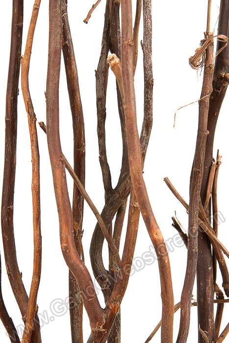 Curly Willow Natural - Image 2