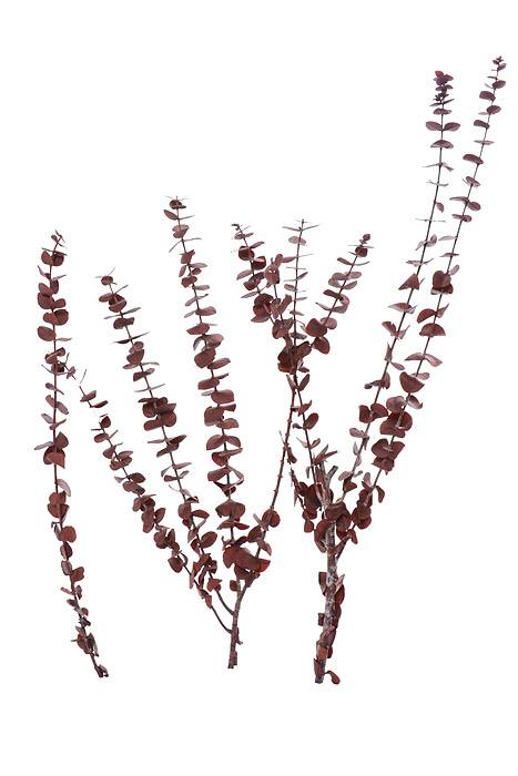 Eucalyptus Baby-Washed Red - Image 2