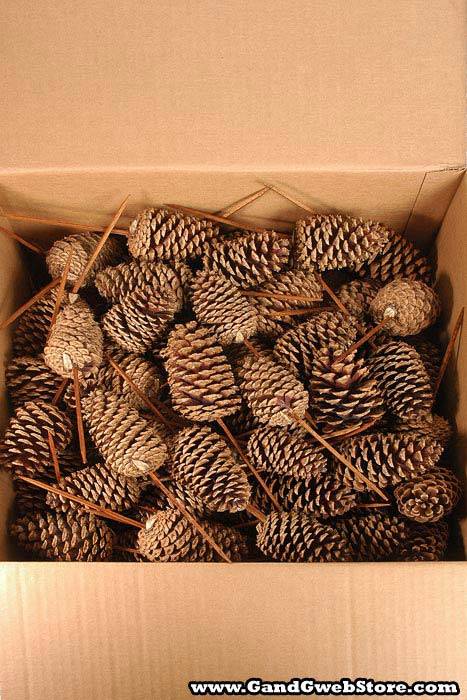Medium Cone W/pick Natural Box/100 - Image 2