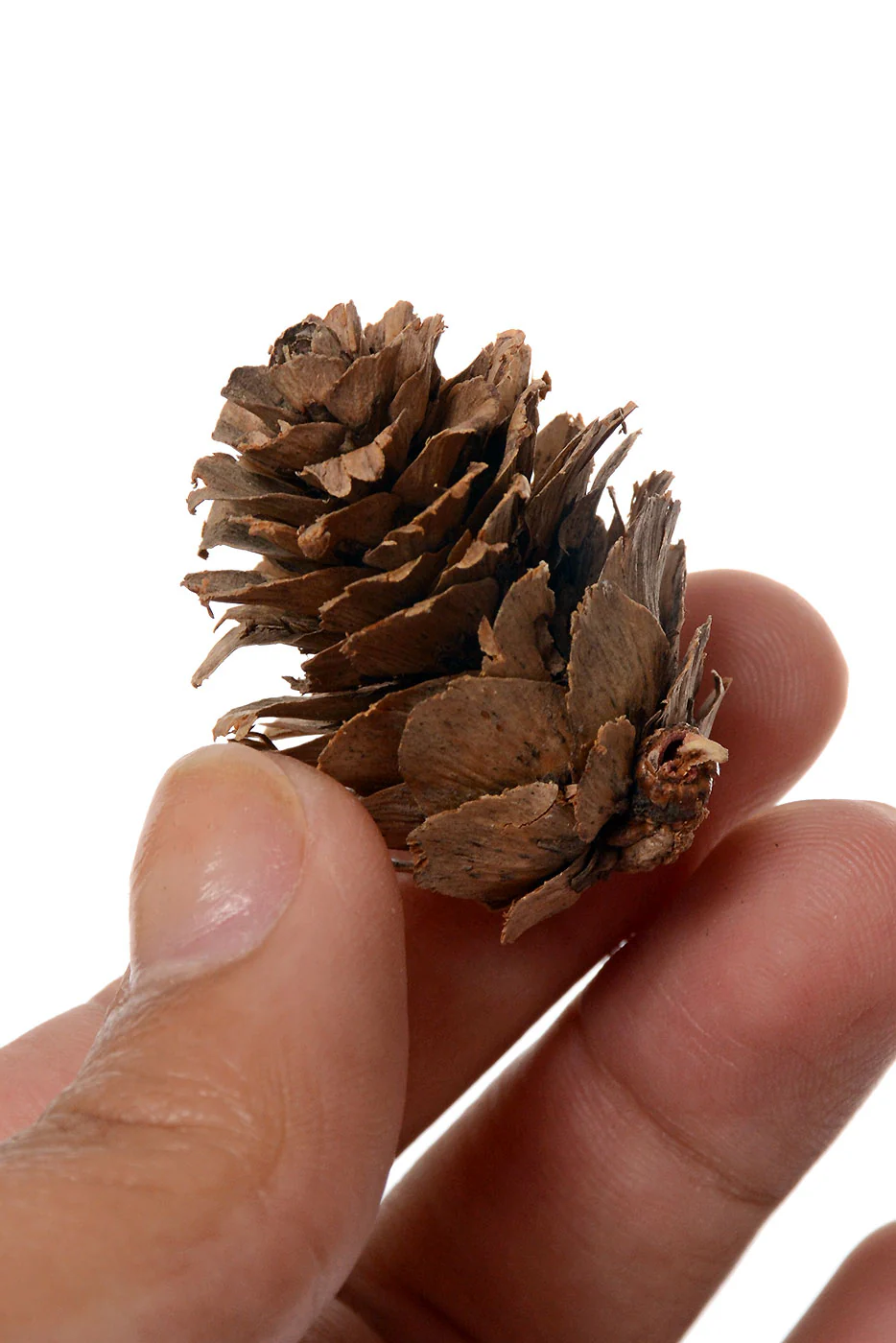 Mini Pine Cone 1/2 Lb/Pkg Natural - Image 3